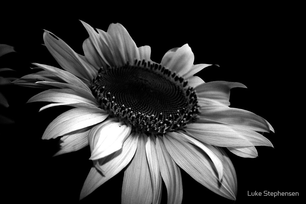  B W Sunflower  by Luke Stephensen Redbubble