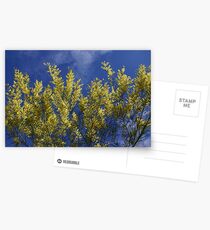 Sydney Golden Wattle Postcards