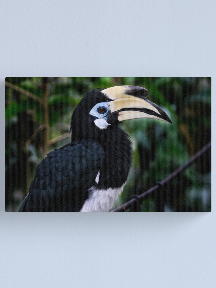 Indonesia 15 Oriental Pied Hornbill Anthracoceros Albirostris