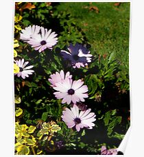 Purple Daisies Poster