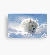 Westie in the snow Canvas Print