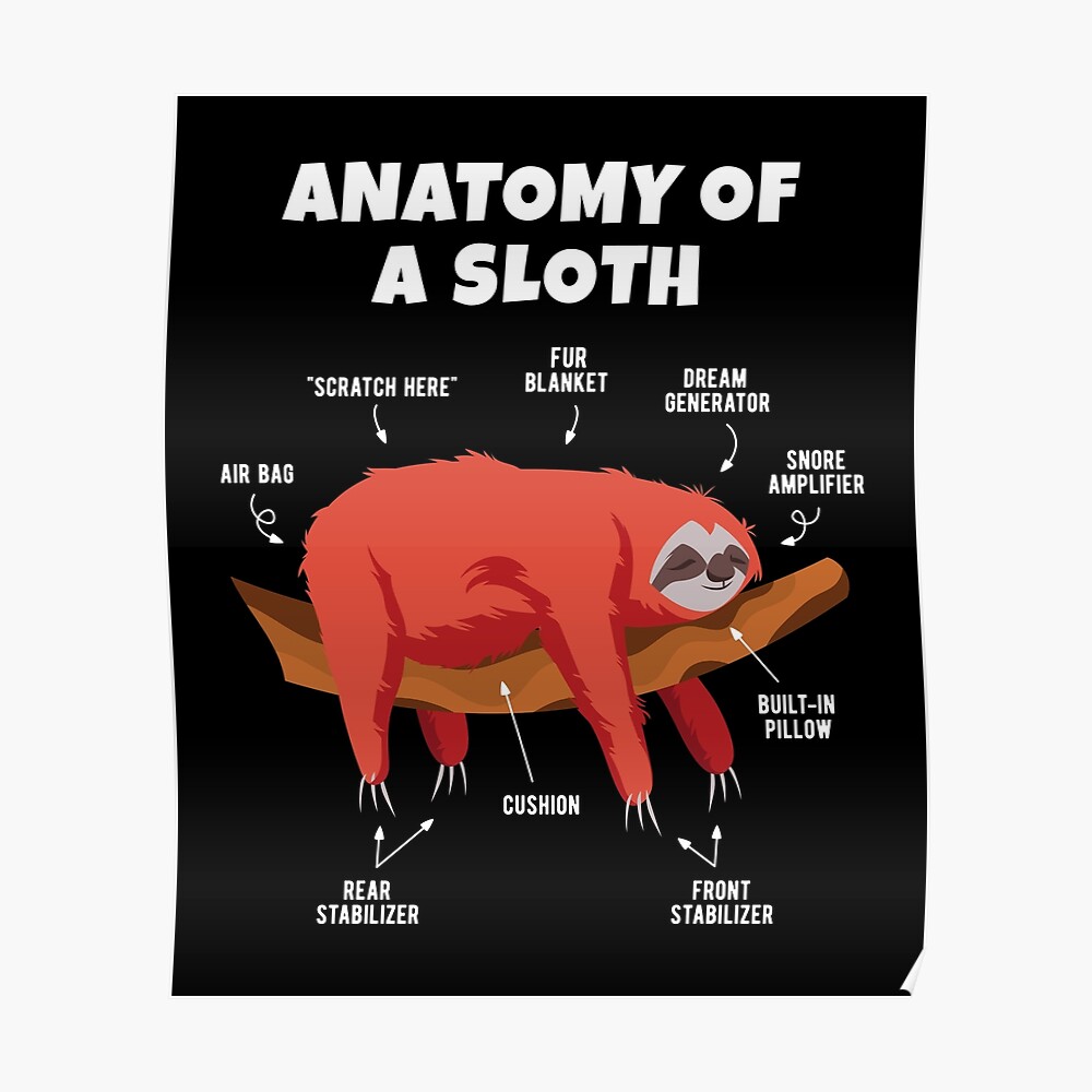 "Anatomy of a Sloth" Poster by cchiaw Redbubble
