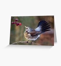 A Birdie's Tail... Greeting Card