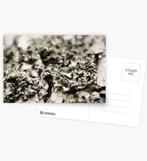 Moss on a Tree Postcards