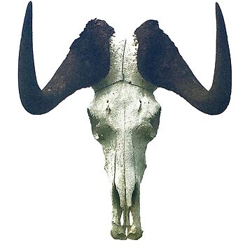 Artwork thumbnail, Wildebeest Skull by oodelally