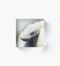 BEL BALL PYTHON Acrylic Block