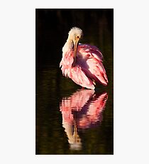 Spoon Grooming Photographic Print