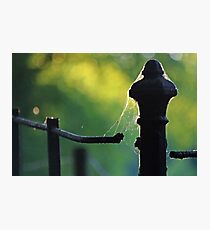 Held Together Photographic Print
