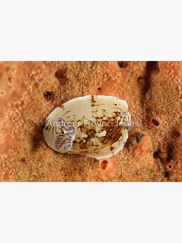 Nudibranch - Aphelodoris varia by andrewtj