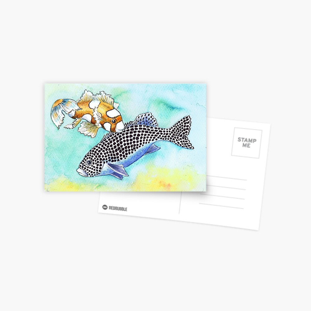 Postcards for the Reef 10: Harlequin Sweetlips, 2 generations Postcard