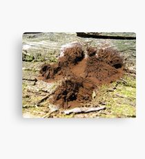 Stemonitus axifera Canvas Print