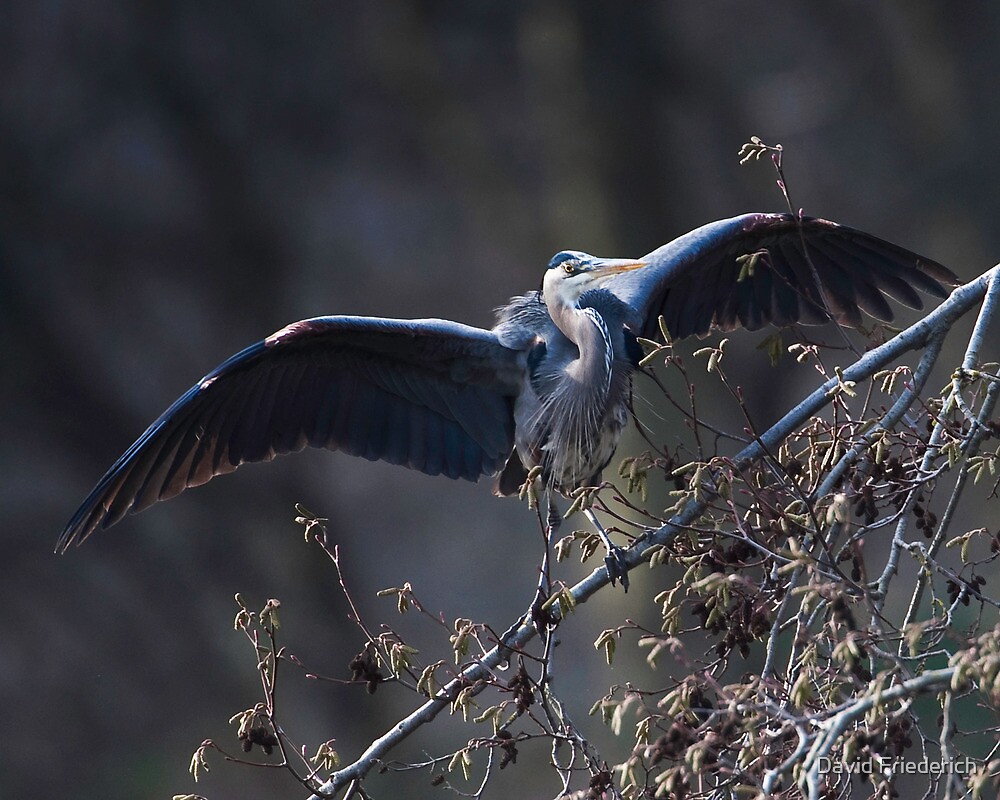 modern pterodactyl