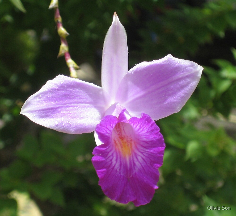 "Purple Orchid Flower Martinique, FWI" by Olivia Son Redbubble