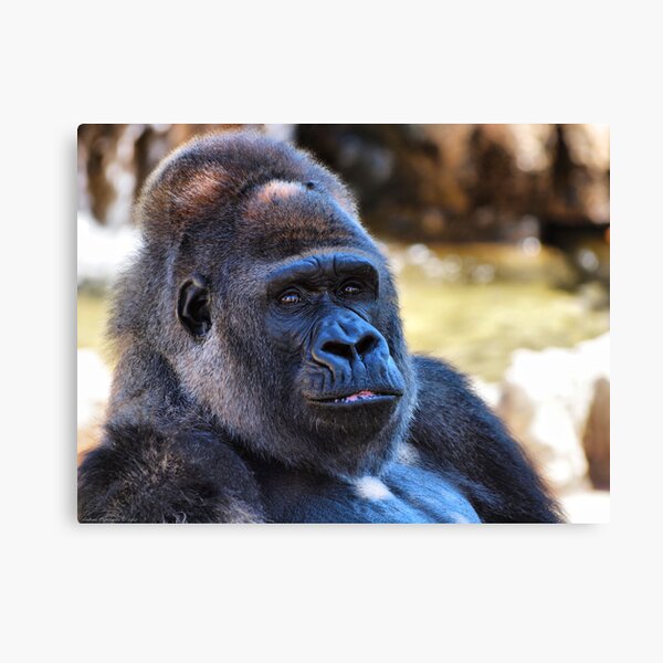Gorilla portrait Canvas Print