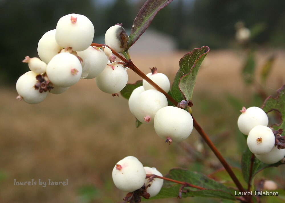 "White Berries" by Laurel Talabere Redbubble