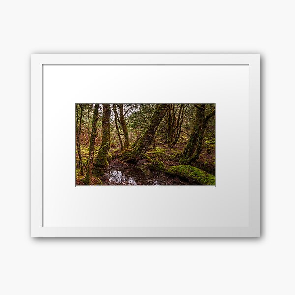 Ancient Forrest Framed Art Print