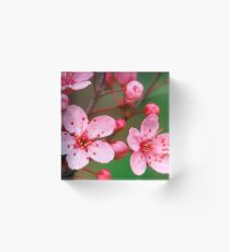 Plumb tree blossoms Acrylic Block