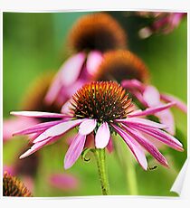Echinacea Poster