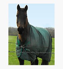 Brown Horse Fotodruck