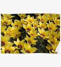 Yellows Poster