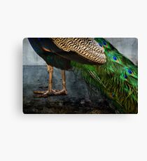 Peacock Feet Canvas Print