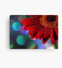 Red Rainbow Gerbera Canvas Print