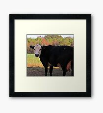 White Face Cow Framed Print