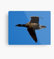 Brent Goose Metal Print