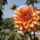 «Florece en el mediodía de invierno.» de FurwaAbid