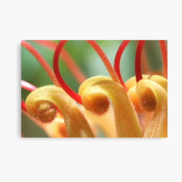 Grevillea superb Canvas Print