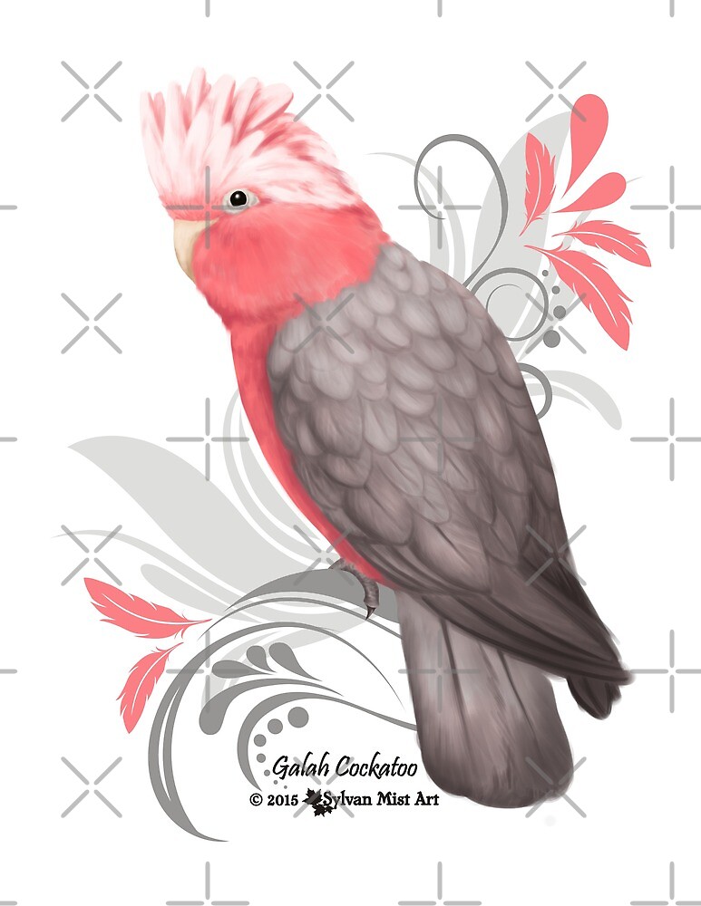 galah cockatoo galah cockatoo