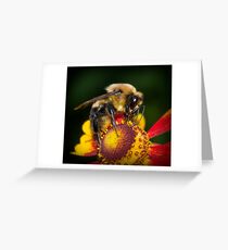 Honey Bee Greeting Card