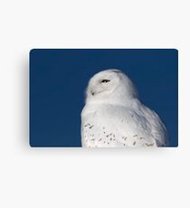 Male Snowy owl Canvas Print