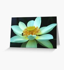 Nelumbo nucifera Greeting Card