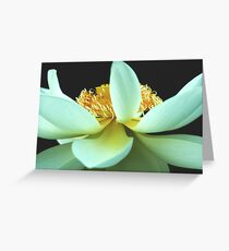 Nelumbo nucifera Greeting Card