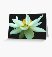 Nelumbo nucifera Greeting Card