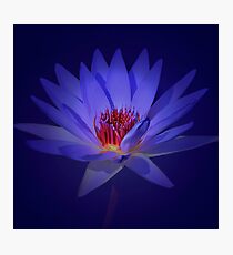 Purple Lily Photographic Print