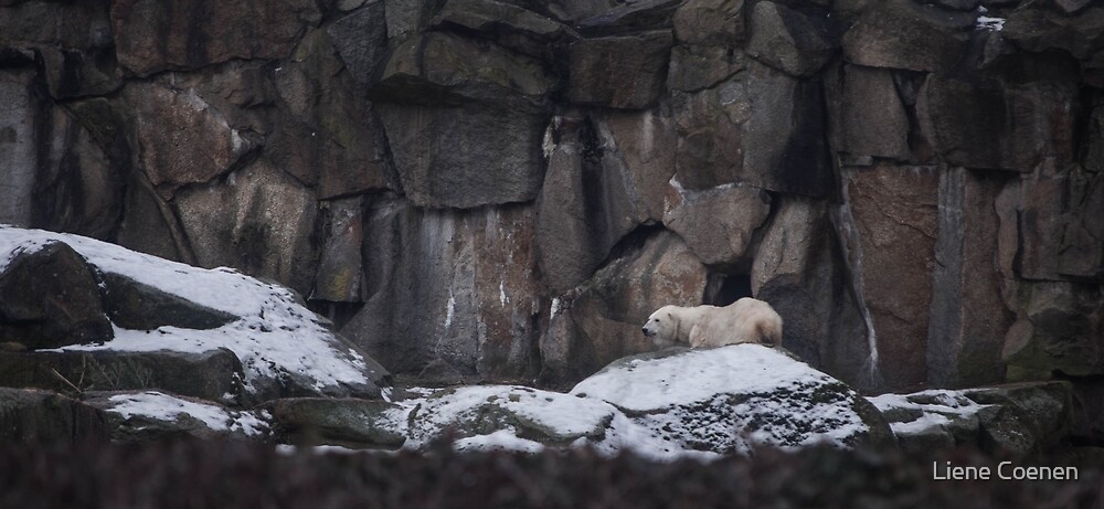 A Polar Bear On Snowy Rocks By Liene Coenen Redbubble