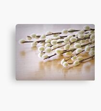 Pussy Willows Canvas Print