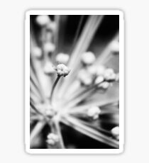 Alium Seedhead Sticker