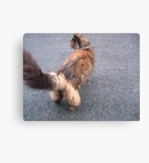 Cats Trousers Canvas Print
