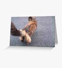 Cats Trousers Greeting Card