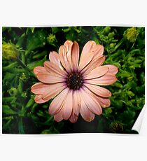 Rustic Nature Poster