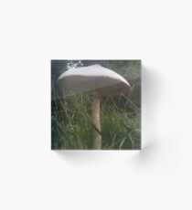 Mushroom Cap Acrylic Block