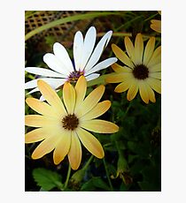The Odd One Out - Triplet Daisies Photographic Print