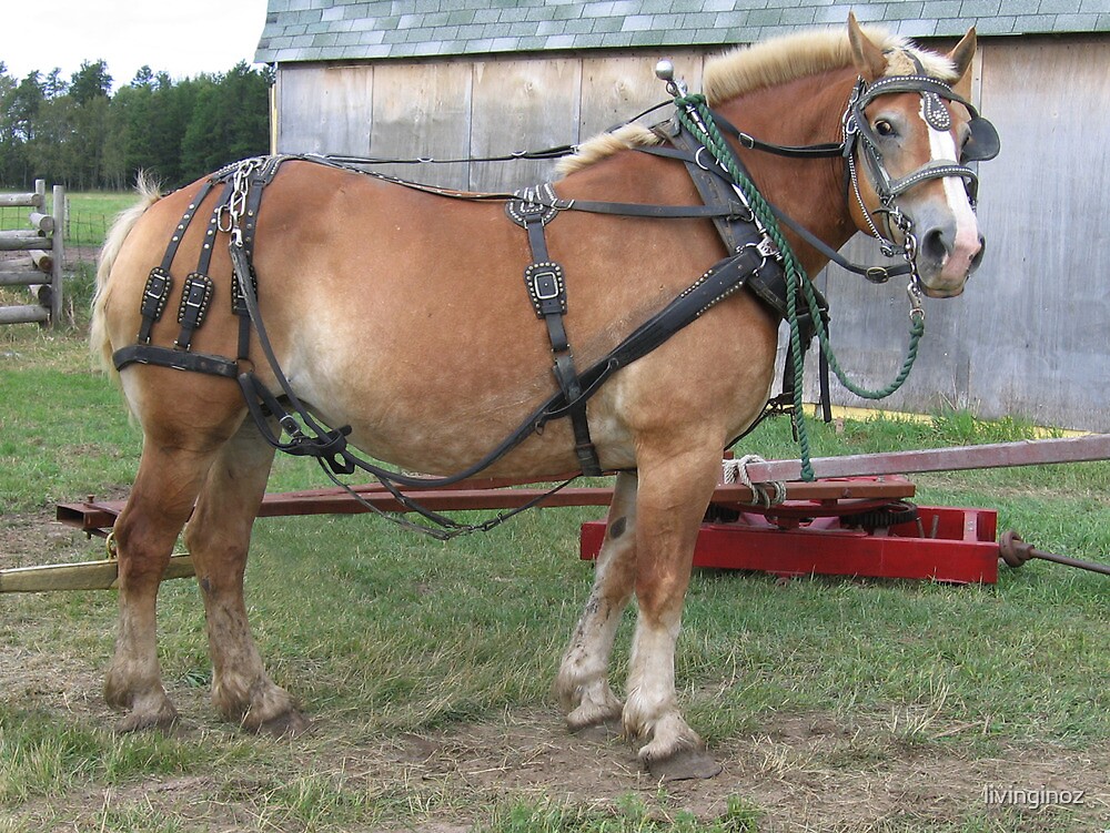"Belgian Horse in Harness" by livinginoz Redbubble