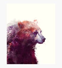 Bear // Calm Photographic Print