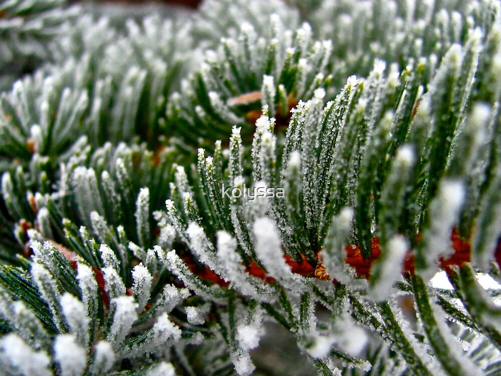 "Frosted Evergreen Tree Wisconsin" by kolyssa Redbubble