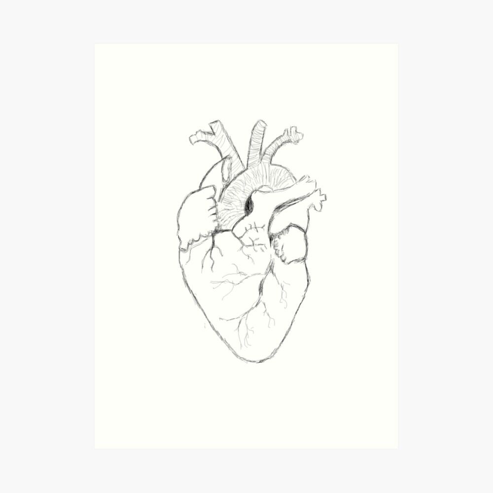 anatomical heart sketch