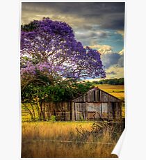 Jacaranda... Poster